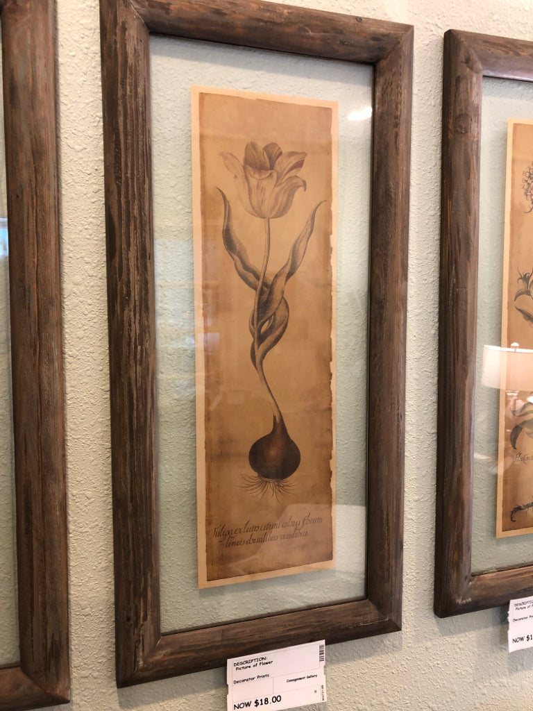 Picture of Flower