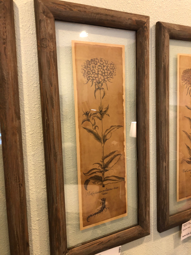 Picture of Flower