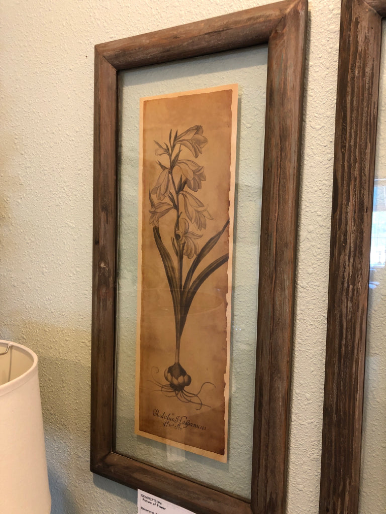 Picture of Flower