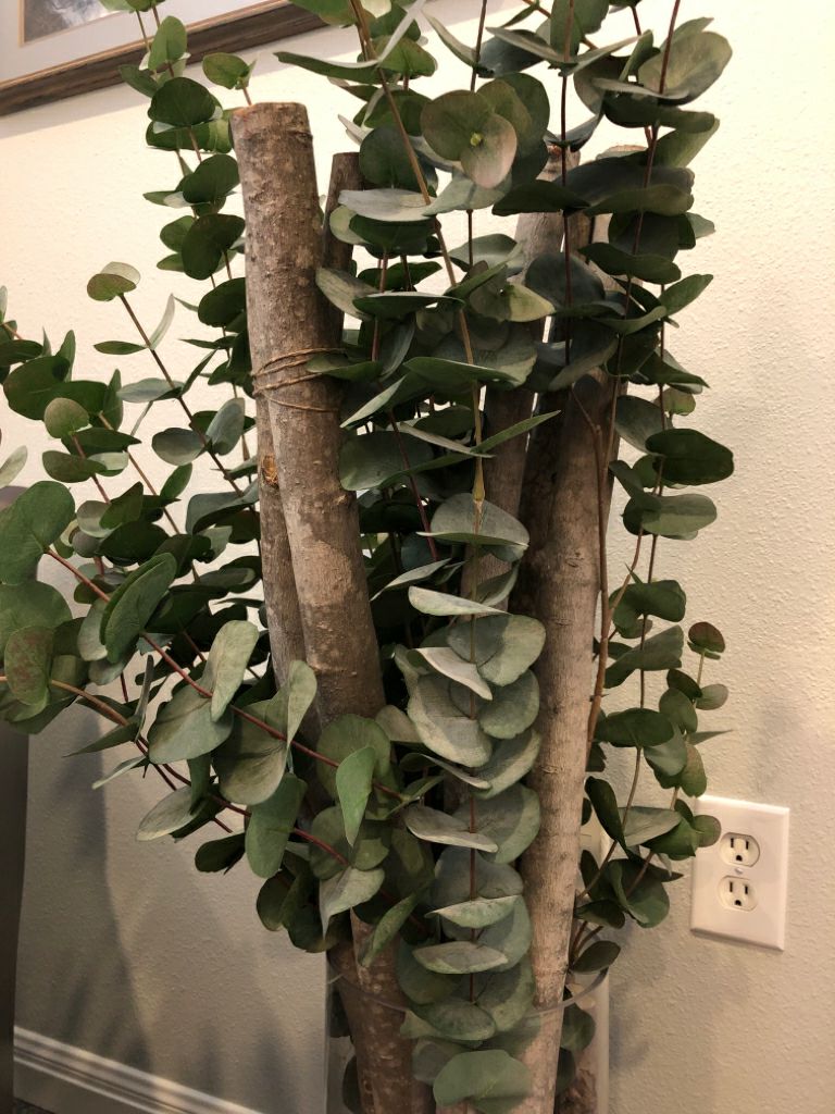 Eucalyptus Branches in Clear Vase