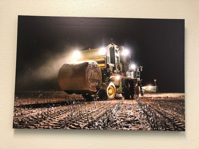 Canvas of Cotton Stripper  (30 x 45)                by Local Artist