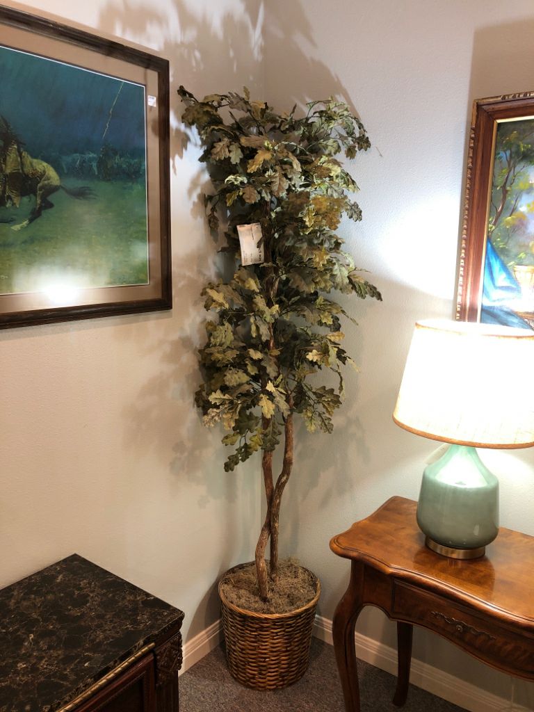 Ficus Tree