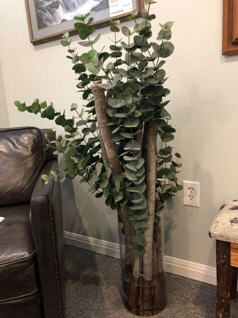 Eucalyptus Branches in Clear Vase