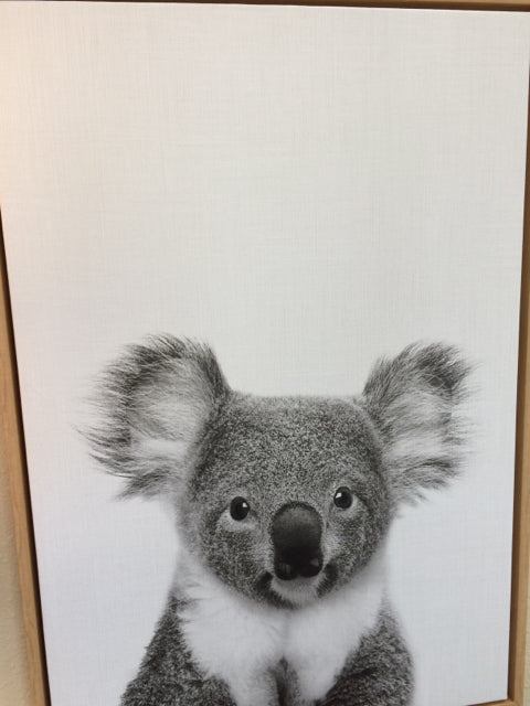 Koala Bear